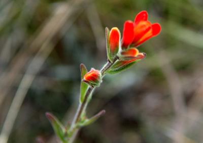Flowers from the Paramo