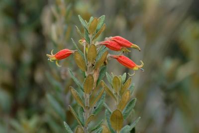 Orange beauty 1.jpg