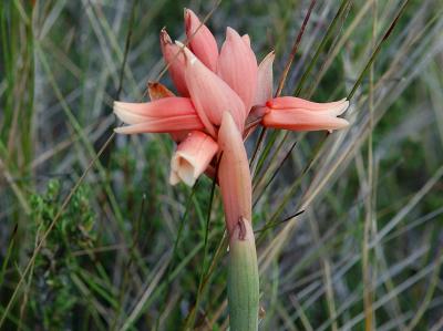 Pink flower.jpg