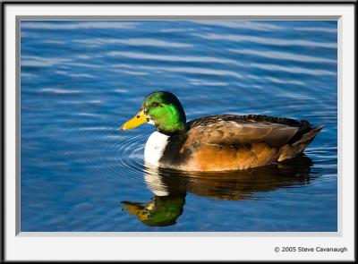 IMG_2129-r.jpg
