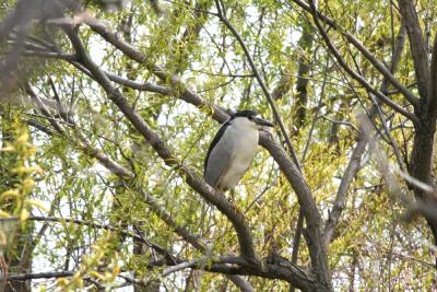 Herons and Egrets