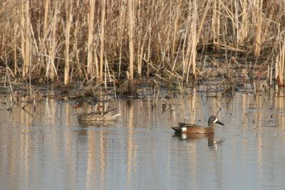 v3/01/558301/3/44820784.BlueWingTeal.jpg