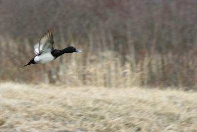 v3/01/558301/3/44820846.GreaterScaup.jpg