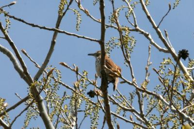v3/01/558301/3/45016340.BrownThrasher.jpg