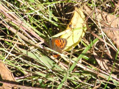 Butterflies
