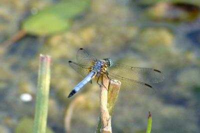 Other Insects