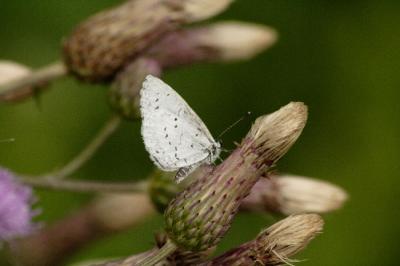 Spring Azure 1.jpg