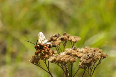 v3/01/558301/3/46952530.cicadakillerwasp1.jpg
