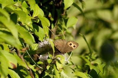 Butterflies