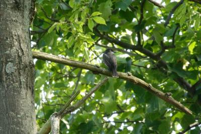 v3/01/558301/3/47115606.EasternKingbird1.jpg