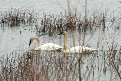 v3/01/558301/3/47115893.TundraSwan1.jpg