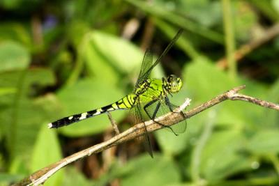 Other Insects