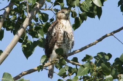Red Tail Hawk.jpg