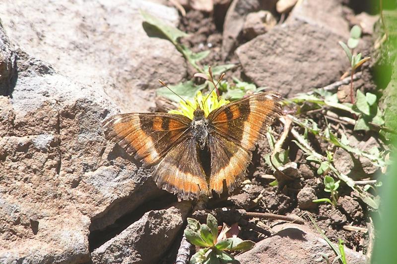 Milberts Tortiseshell (Aglais milberti pullum)