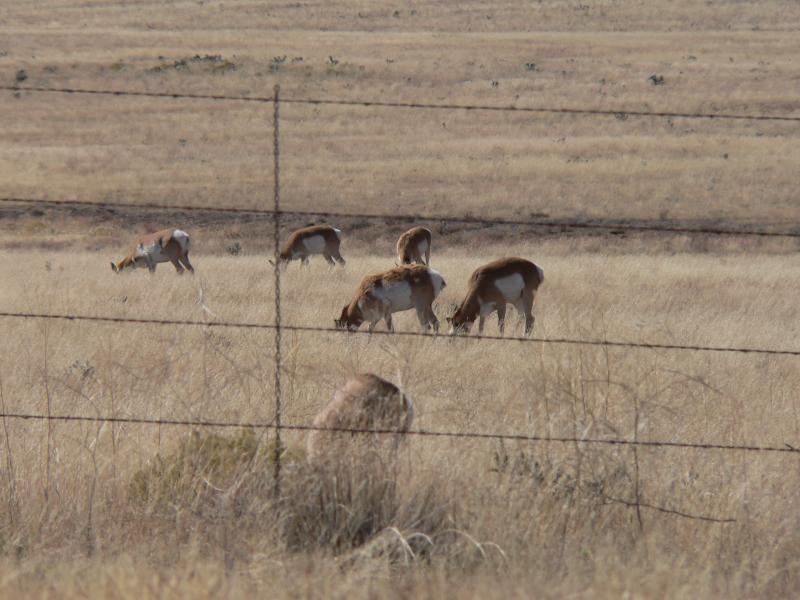 Pronghorn Antelope