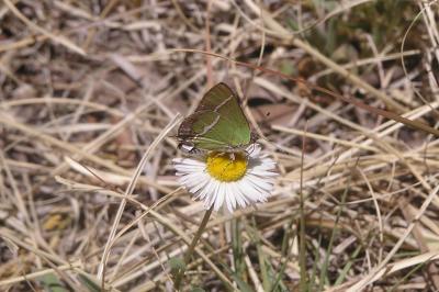 Silver-banded Hairstreak (Chlorostrymon simaethis simaethis)