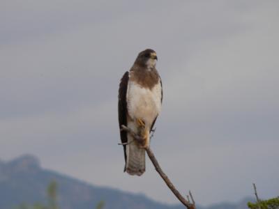 Swainson's Hawk