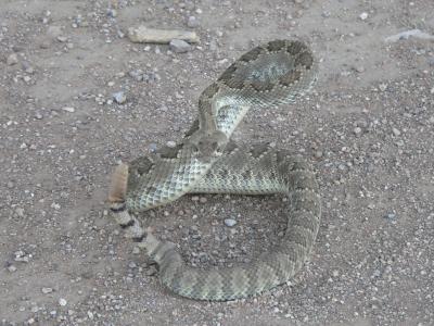 Mohave Rattlesnake