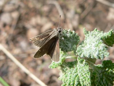 Dotted Roadside-Skipper (Amblyscirtes eos)