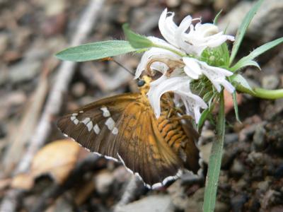 Arizona Araxes Skipper (Apyrrothrix araxes arizonae)