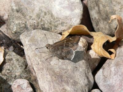 Acacia Skipper (Cogia hippalus hippalus)