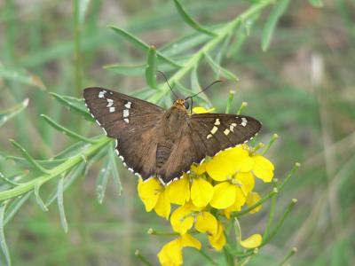 Arizona Araxes Skipper (Apyrrothrix araxes arizonae)