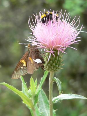 Silver-spotted Skipper (Epargyreus clarus huachuca)