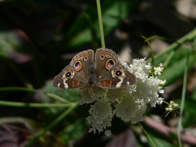 v3/01/566101/3/48013825.CommomBuckeyePaloAltoCA.jpg