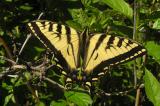 Western Tiger Swallowtail (Papilio rutulus)