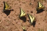 Western Tiger Swallowtails (Papilio rutulus)