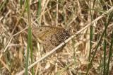 Alberta Arctic (Oeneis alberta daura)