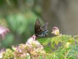 Pipevine Swallowtail (Battus philenor)