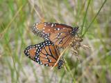 Queen (Danaus gilippus thersippus) - coupled pair