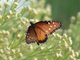 Queen (Danaus gilippus thersippus)