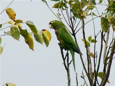 Rocklands Bird Sanctuary Jamaica