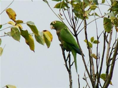 Rocklands Bird Sanctuary Jamaica