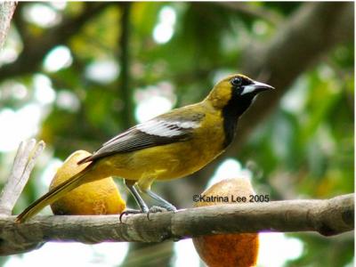 v3/01/570601/3/45299088.JamaicanOriole.jpg
