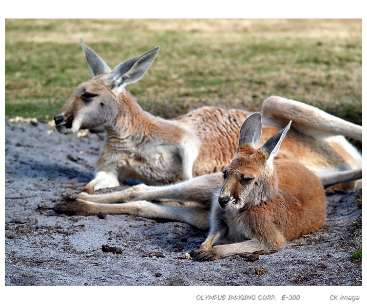 Lazy afternoon II