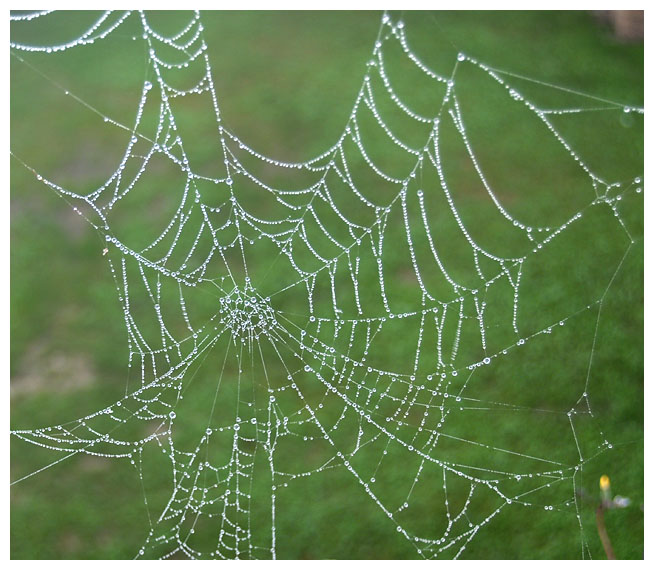 Natural Web. Hunter not at home