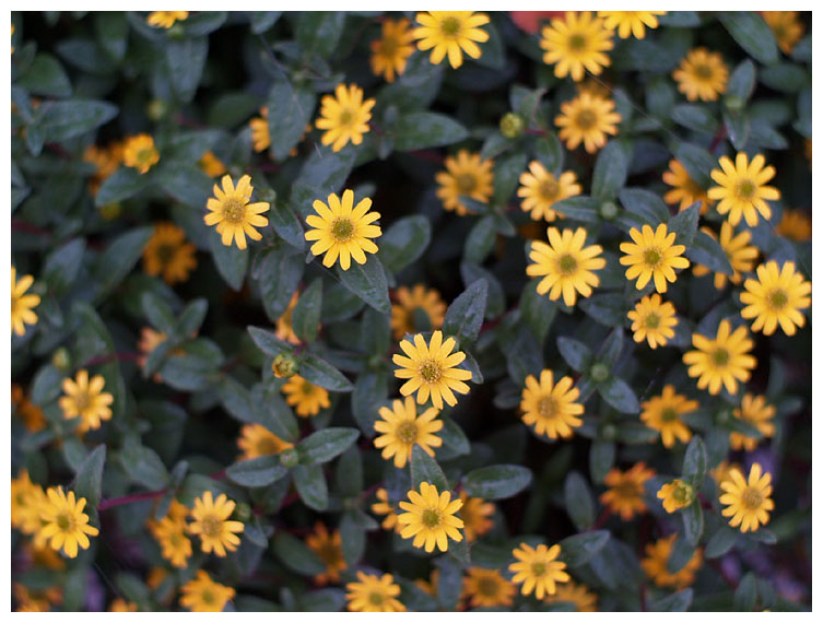 More flower III