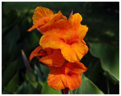 Flower I