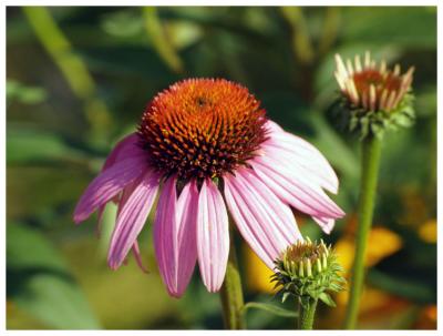 Flower III
