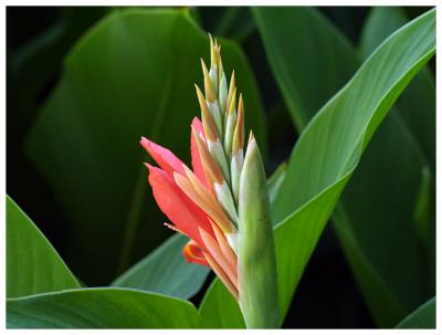 Flower IV