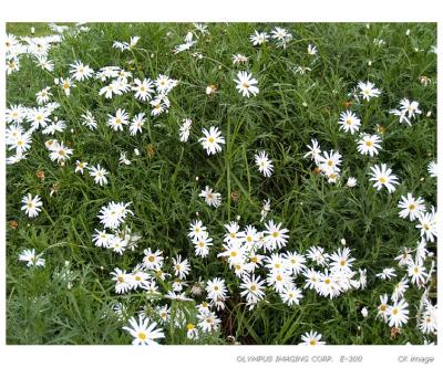 Wild flowers?