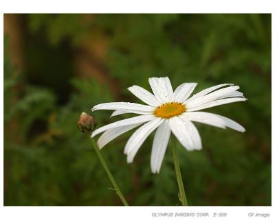 Spring flowers VII