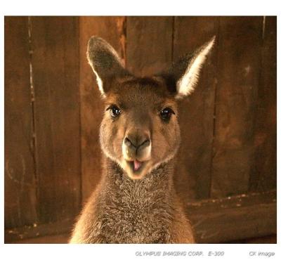 I am a talking Kangaroo