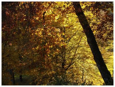 Autumn color with makeup by the sun