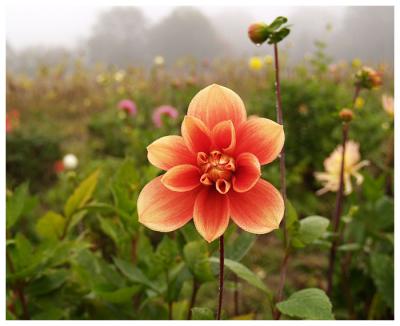 Flowers in the mist V