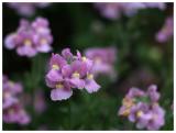 More flower II
