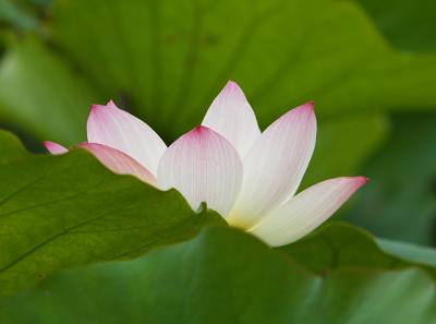 Lotus Blossom 2 (2005)